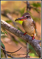 Juvenile Brown-Hooded Kingfisher
