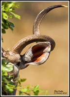 Shy Kudu